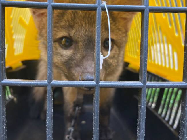 Zorro cangrejero rescatado en Bogotá está en proceso de rehabilitación para ser liberado
