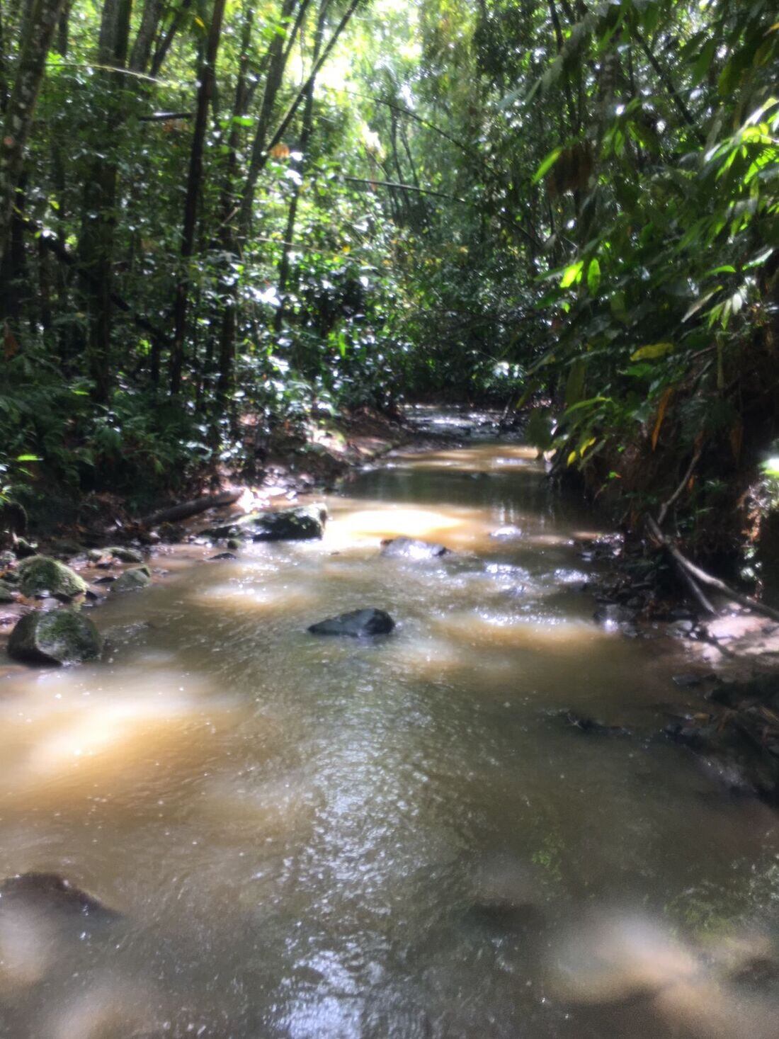 Bosque seco tropical en Risaralda/ Foto: Suministrada comunidad