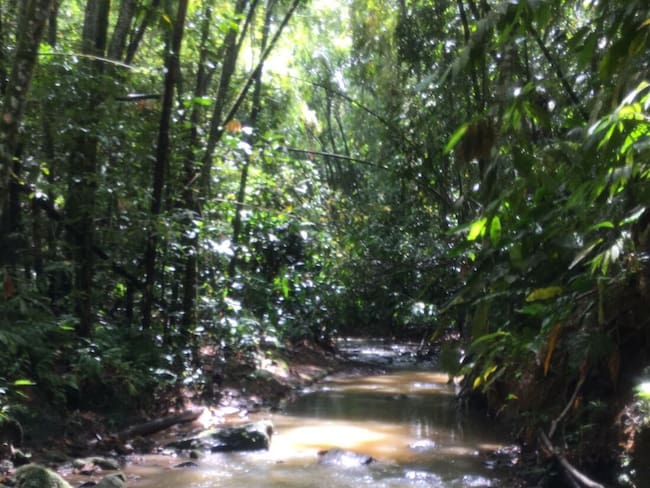 Bosque seco tropical en Risaralda/ Foto: Suministrada comunidad