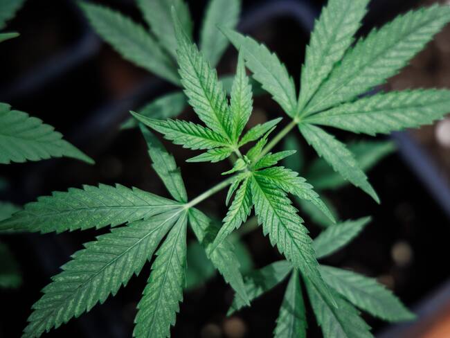Plantas de cannabis | Foto: EFE