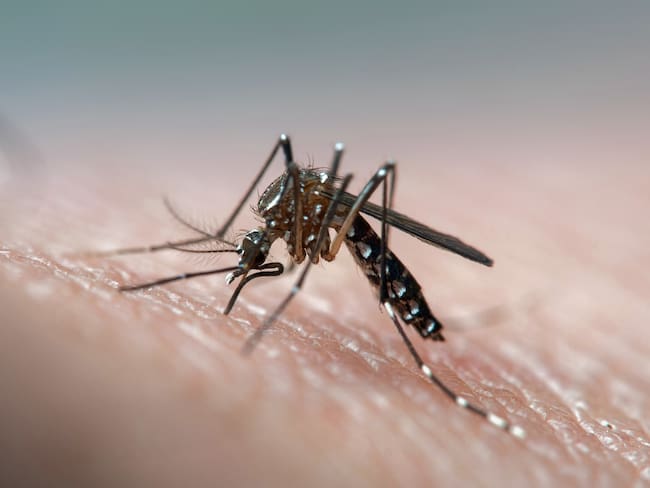 Referencia mosquito de dengue. Foto: Getty Images.