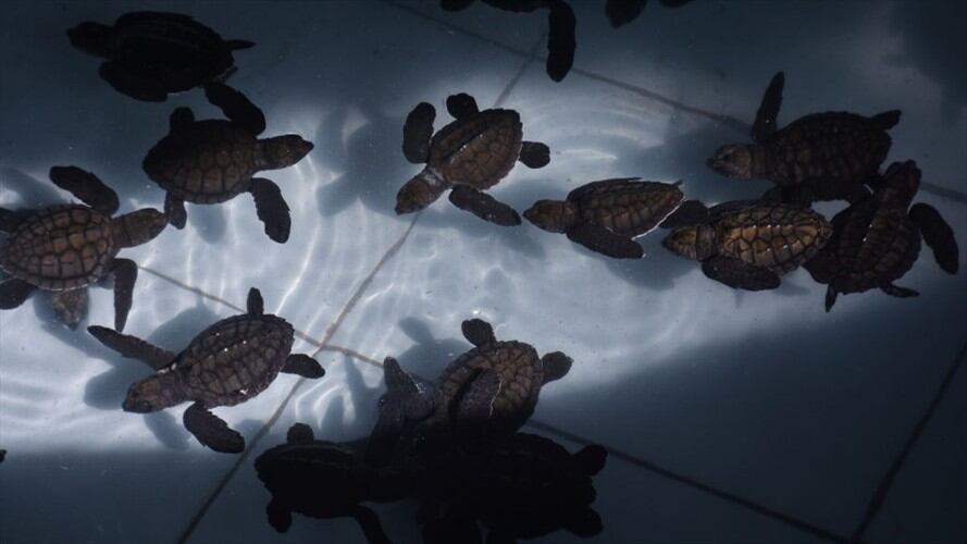 Autoridades incautan más de 138 kilogramos de tortuga carey, especie en extinción. Imagen de referencia / Foto: Getty Images