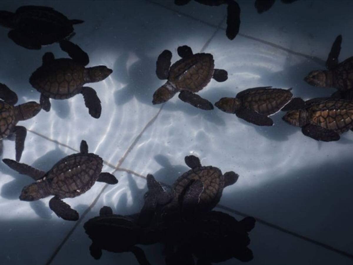 Autoridades incautan más de 138 kilogramos de tortuga carey, especie en extinción