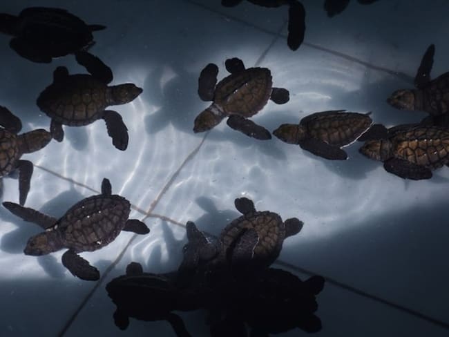 Autoridades incautan más de 138 kilogramos de tortuga carey, especie en extinción. Imagen de referencia / Foto: Getty Images