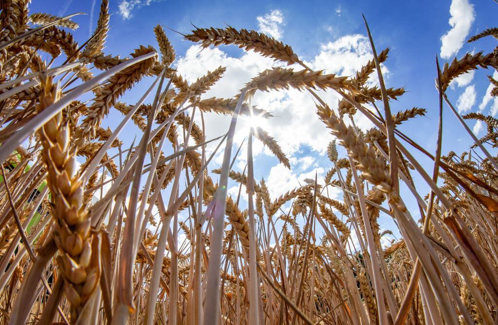 Trigo, imagen de referencia. (Photo by Frank Rumpenhorst/picture alliance via Getty Images)
