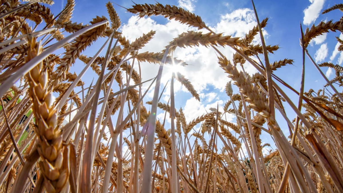 Cero aranceles para la importación de trigo y fertilizantes