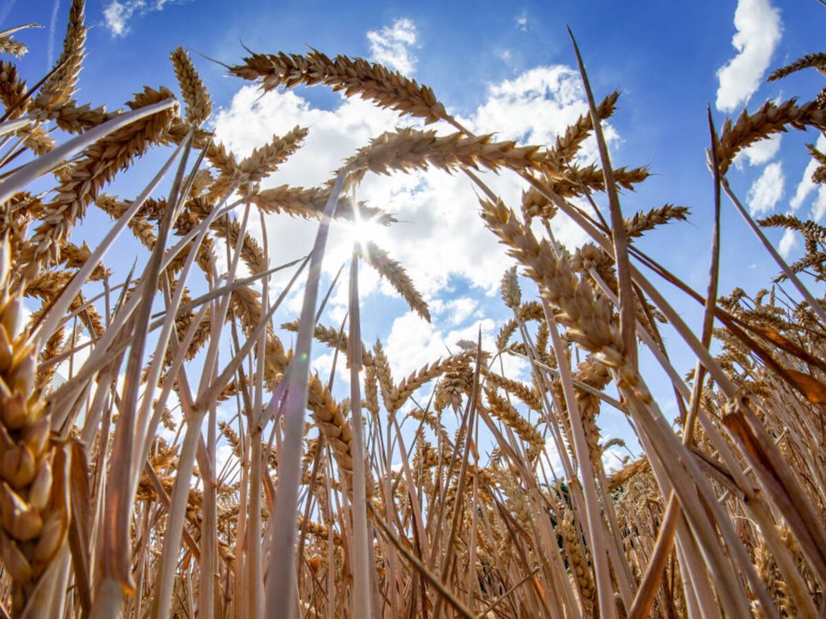Cero aranceles para la importación de trigo y fertilizantes