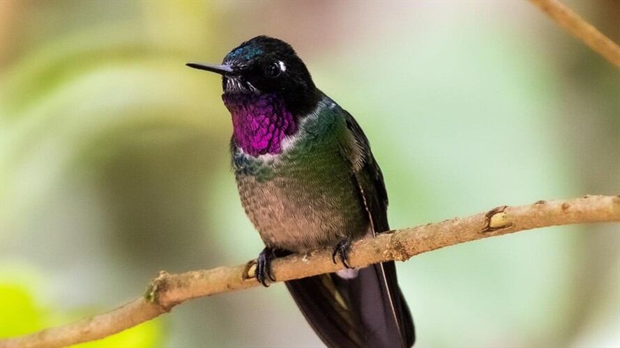 Hay 22 especies en estado de amenaza.  . Foto: Corpoboyacá