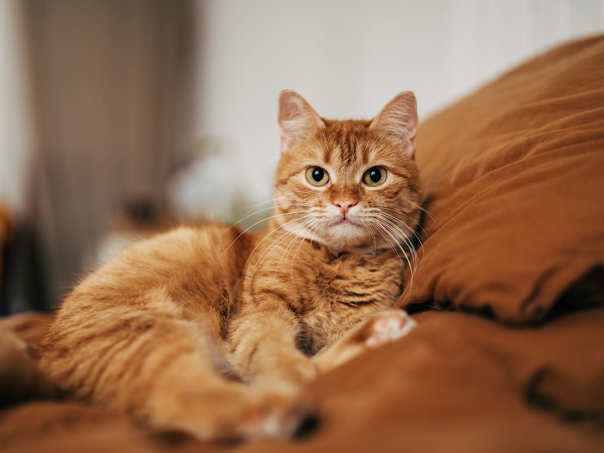 ABC de los gatos según experto: ¿Cómo saber si están enfermos?