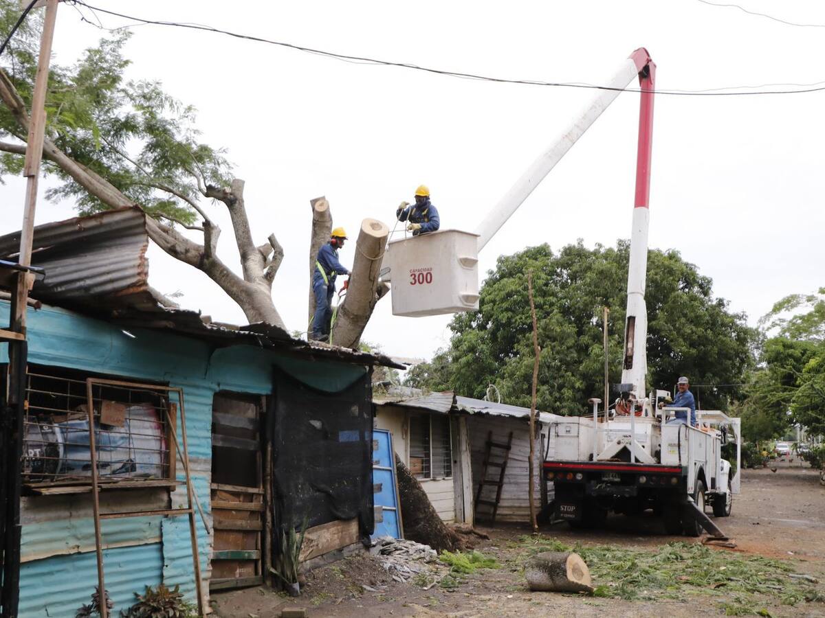 Retiran árboles caídos por fuertes lluvias en Montería: las vías están despejadas