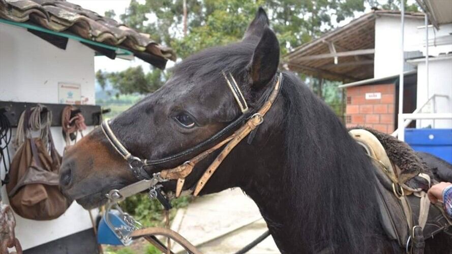 El concejal Jhon Hemayr Yepes advierte que la cabalgata no cumple con horarios y registros de sanidad para los equinos. Foto: Adrián Rodríguez (W Radio)