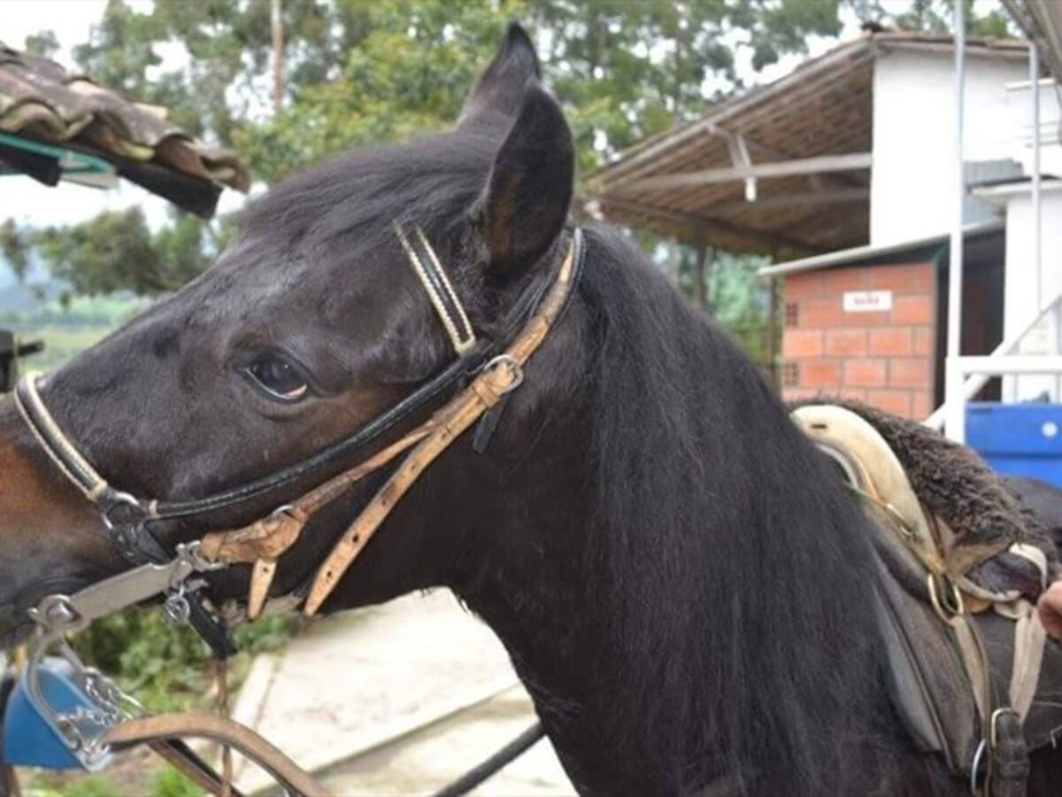 Se mantiene influenza equina en algunos municipios de Caldas