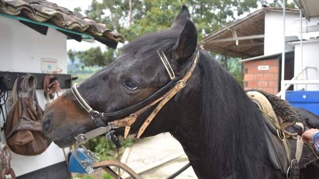 El concejal Jhon Hemayr Yepes advierte que la cabalgata no cumple con horarios y registros de sanidad para los equinos. Foto: Adrián Rodríguez (W Radio)