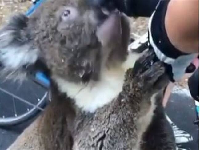 Un koala pide agua a ciclistas por fuerte ola de calor. Foto: Twitter @ibonpereztv