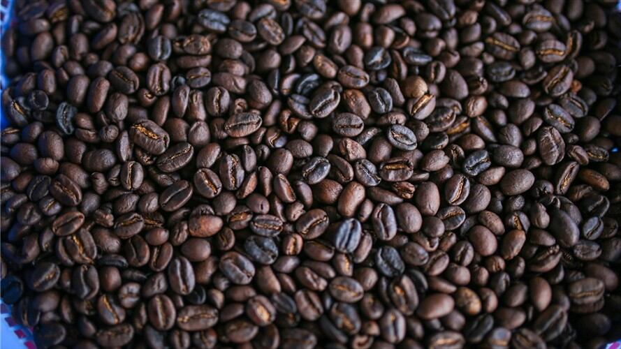 Producción del grano de café cayó 4% en noviembre. Foto: Torres/Anadolu Agency via Getty Images