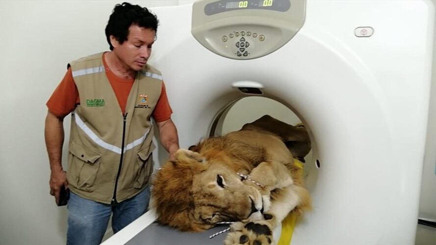 Pese a su delicado estado, el león Júpiter no será sometido a eutanasia. Foto: Cortesía