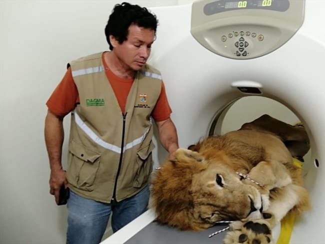Pese a su delicado estado, el león Júpiter no será sometido a eutanasia. Foto: Cortesía