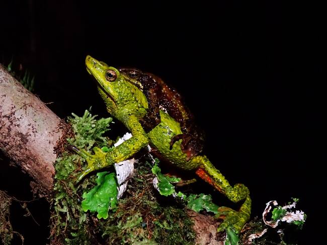 El macho se aferra a su pareja hasta que logre pasar sus genes a la siguiente generación/ Universidad del Magdalena.