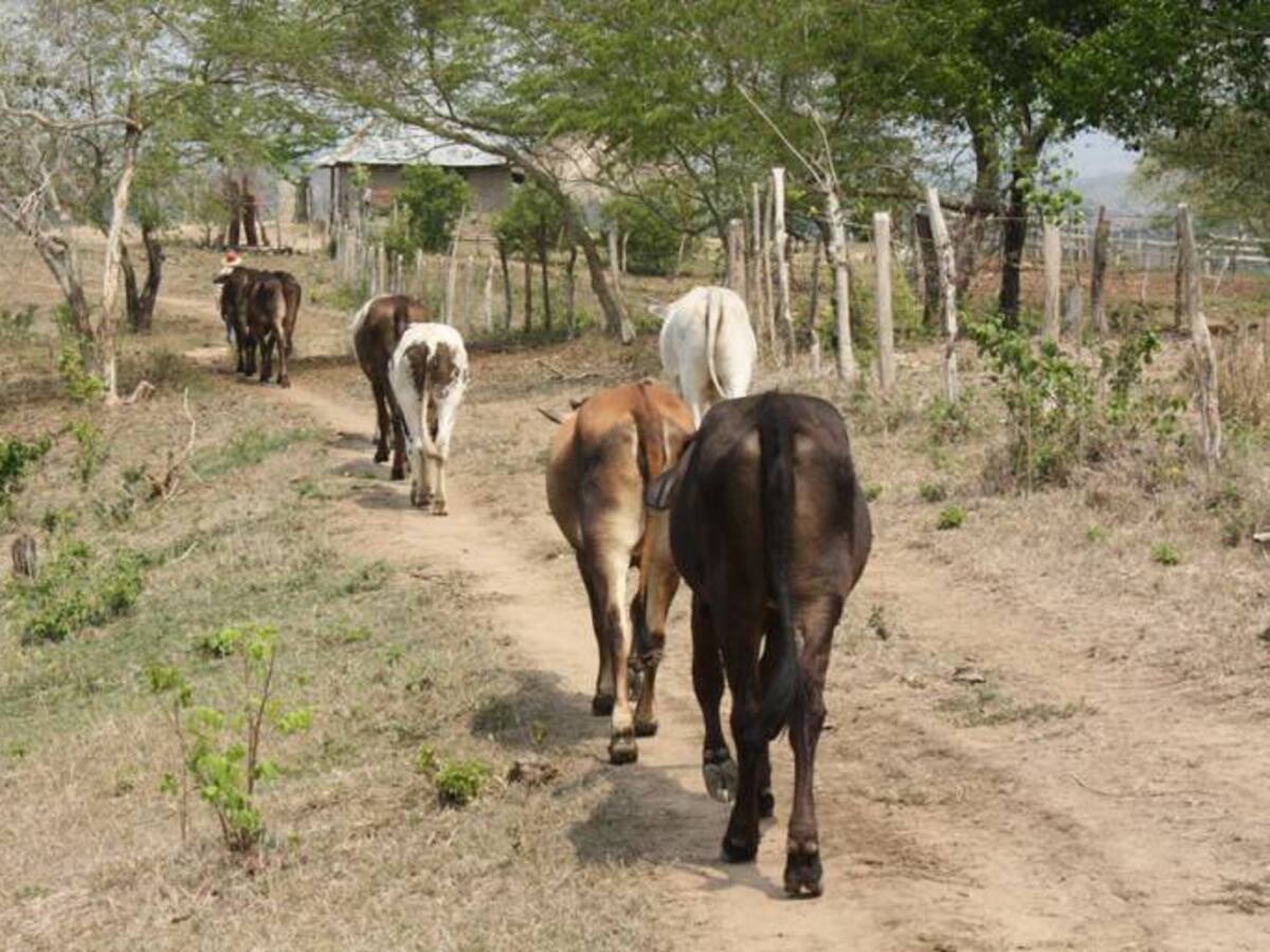 Ganaderos del Caribe, en alerta por el Fenómeno de El Niño