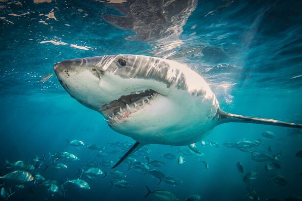 ¿Los tiburones duermen? Foto:Getty