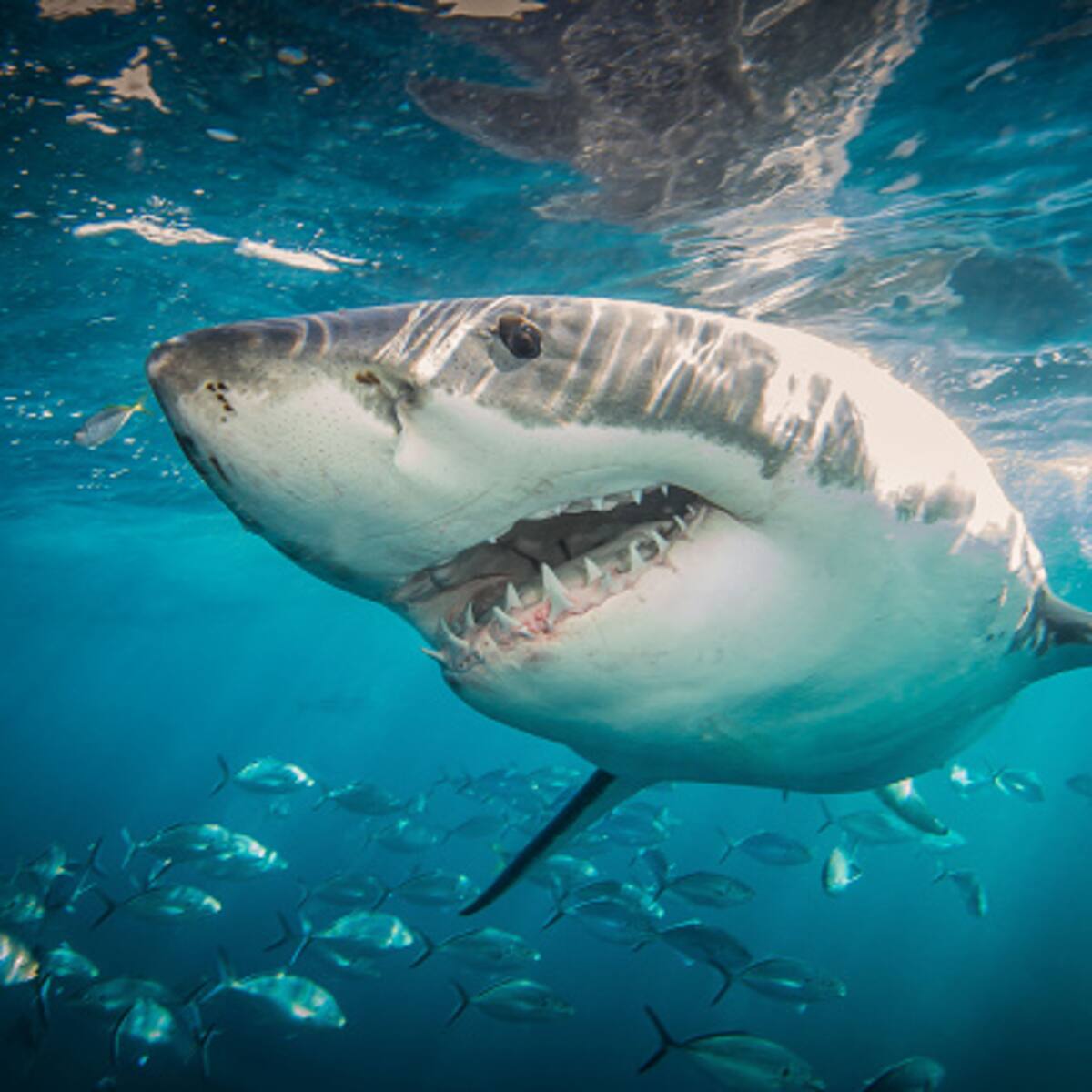 ¿Los tiburones duermen?: científicos australianos tienen la respuesta