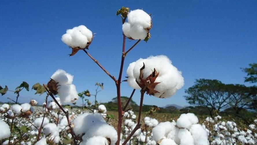 Minagricultura anunció millonaria ayuda para apoyar siembra y comercialización de algodón. Foto: Colprensa