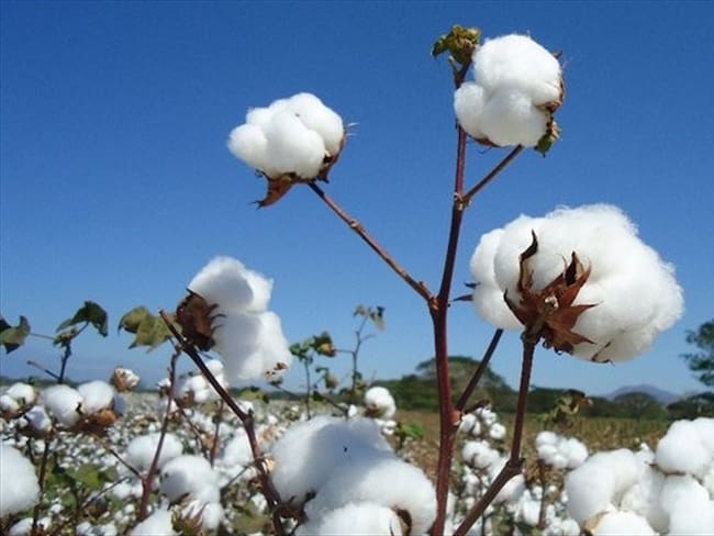 Minagricultura anunció millonaria ayuda para apoyar siembra y comercialización de algodón. Foto: Colprensa