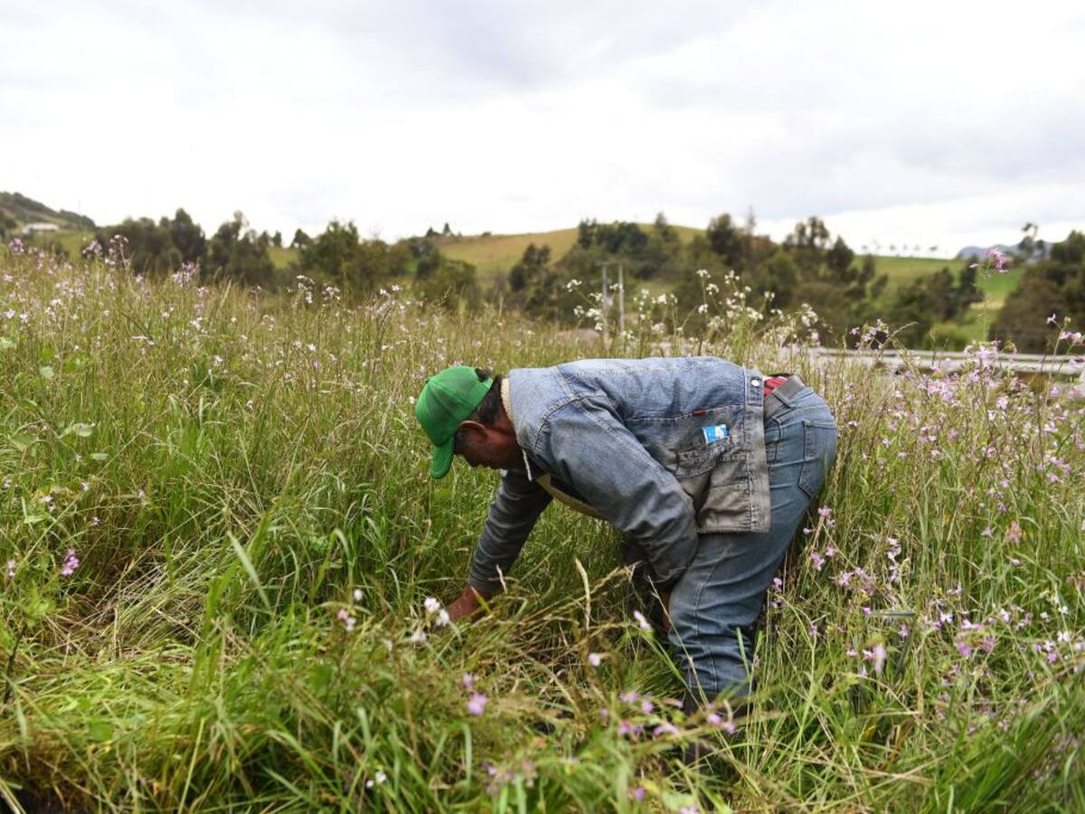 Al Gobierno ya le han ofrecido 1.756.000 hectáreas en venta para la reforma agraria