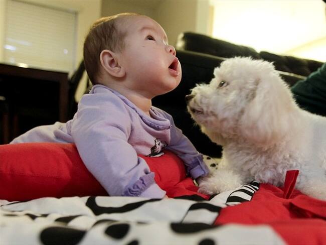 Los bebés de alto riesgo —porque padecen una forma grave de eccema cutáneo o alergia al huevo— deben ser examinados antes de ingerir maní. Foto: Associated Press - AP