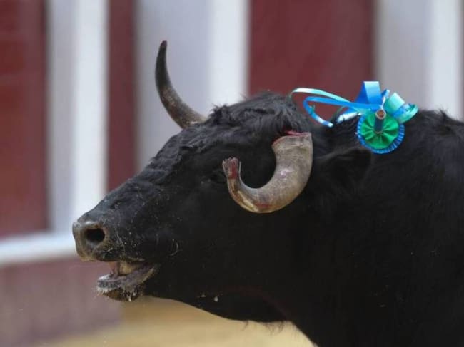Un toro se escapó de Plaza de Ferias de Pereira e hirió un vigilante / Foto: Colprensa (imagen de referencia)