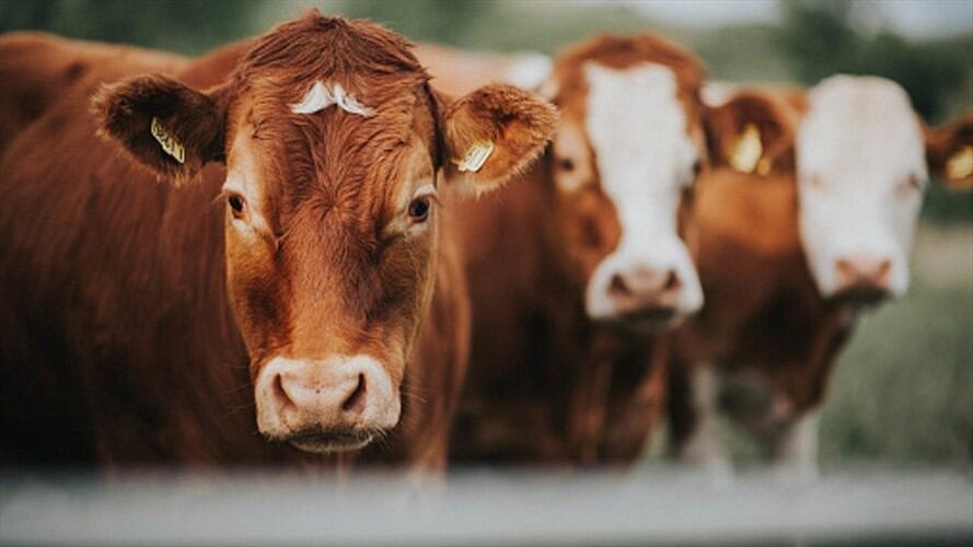 Inició operaciones el centro anticontrabando para luchar contra la aftosa. Foto: Getty Images