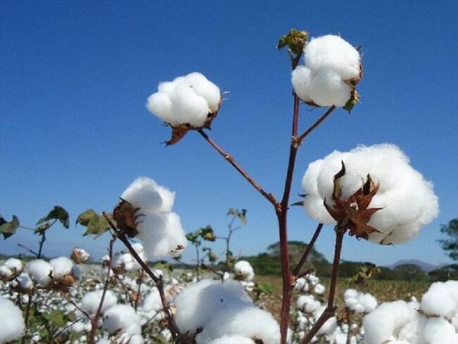 Imagen de referencia. Foto: Colprensa
