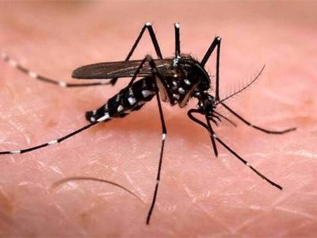 Se ha presentado un aumento constante durante las últimas semanas. Foto: Colprensa (Thot).