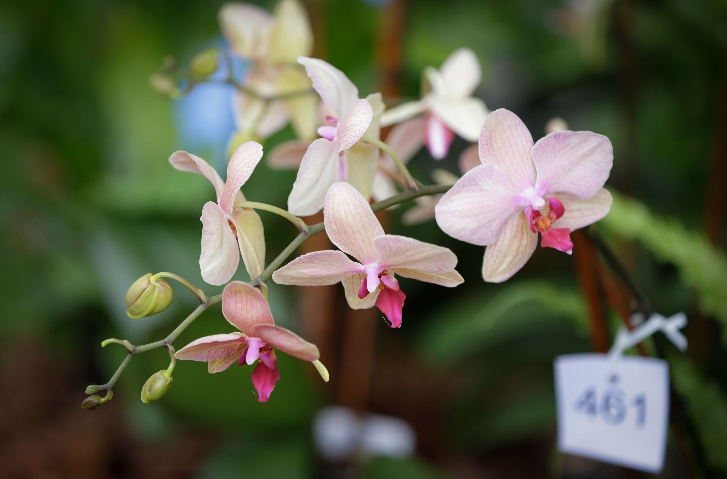 Exposición de Orquídeas en Bogotá. Créditos: Colprensa