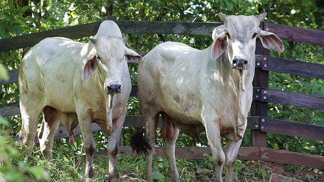 Las medidas sanitarias fueron implementadas diferencialmente en departamentos de frontera con Venezuela.. Foto: Colprensa