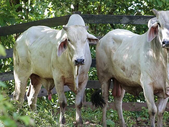 Las medidas sanitarias fueron implementadas diferencialmente en departamentos de frontera con Venezuela.. Foto: Colprensa