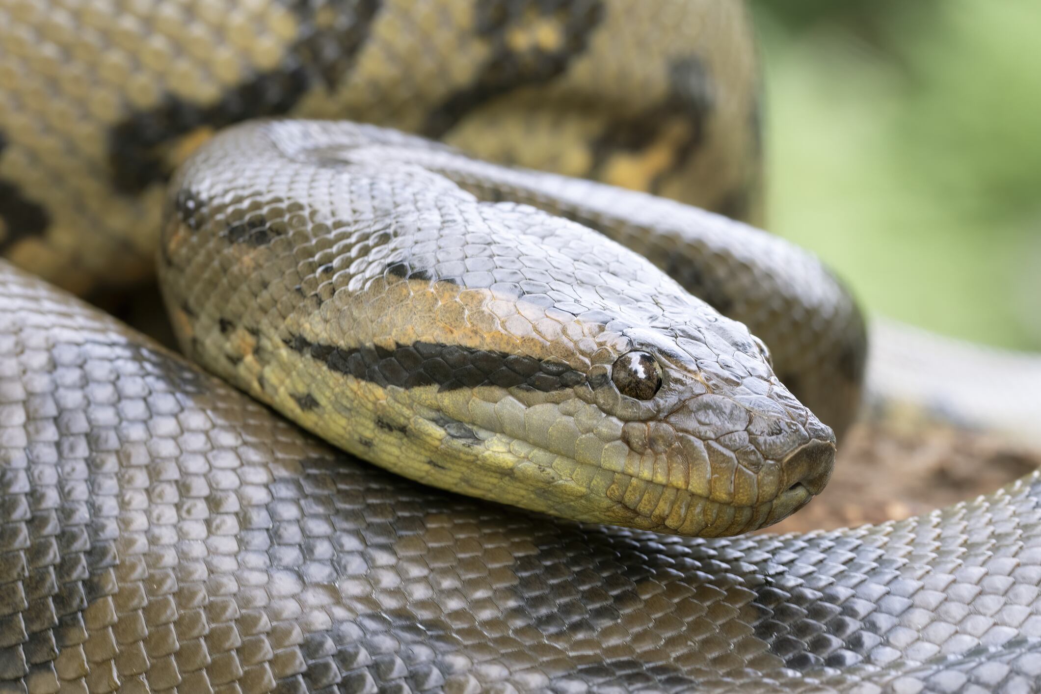 Anaconda verde. Foto: Getty Images.