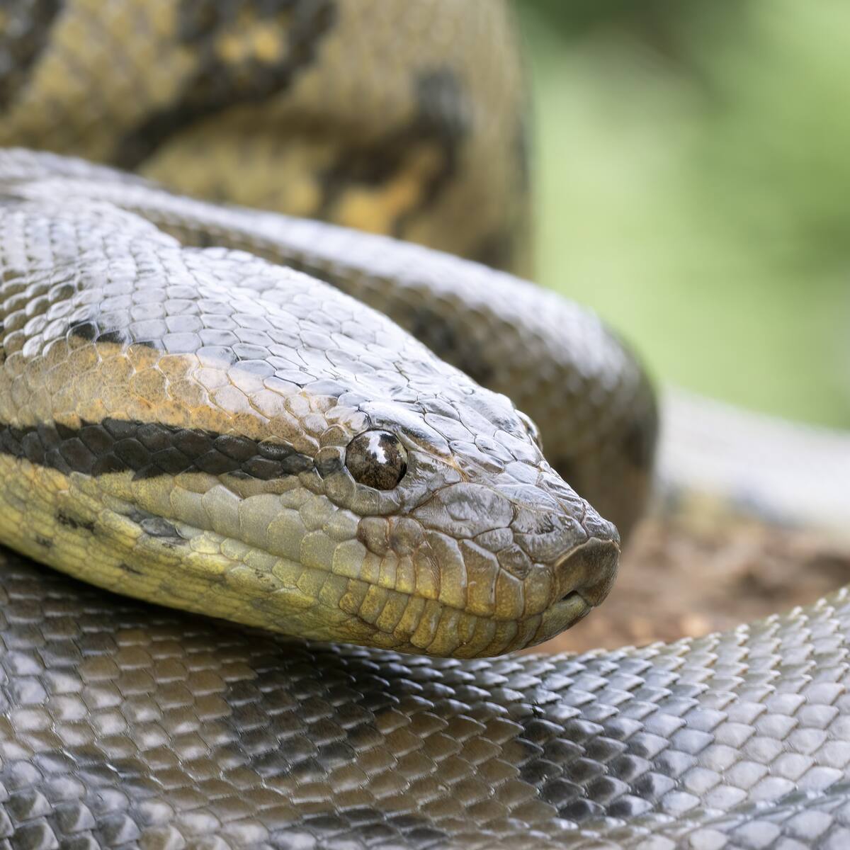 Video | Así caza la serpiente más fuerte y pesada del mundo: se puede encontrar en Colombia