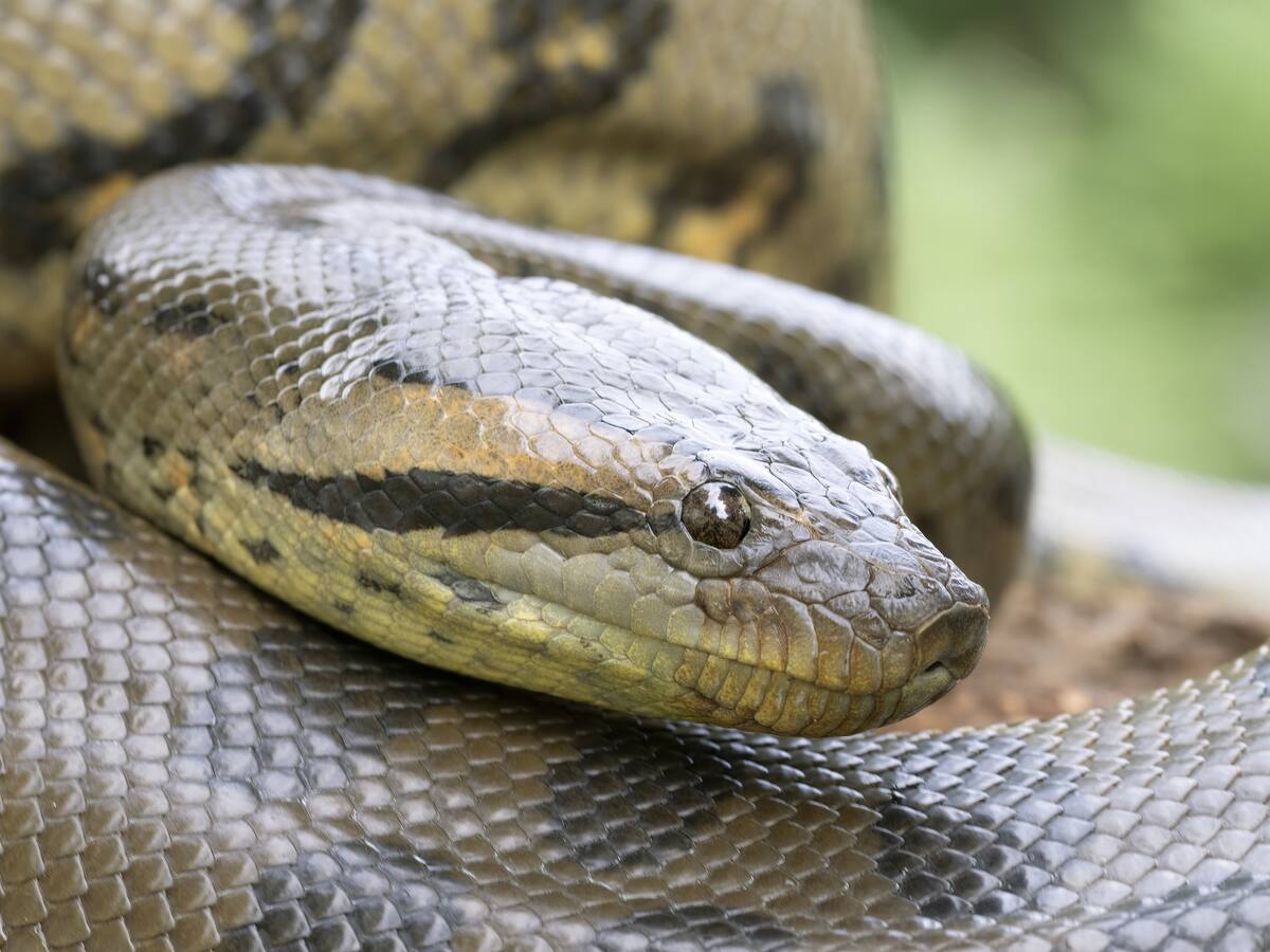 Video | Así caza la serpiente más fuerte y pesada del mundo: se puede encontrar en Colombia