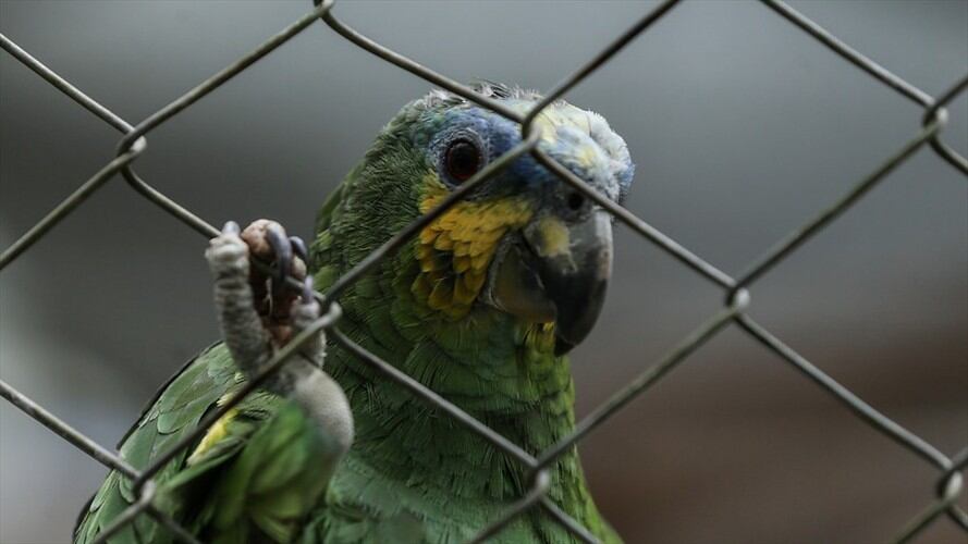 El Distrito deberá brindar alternativas económicas a quienes dependían de esta actividad.. Foto: Colprensa