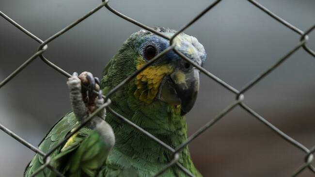 El Distrito deberá brindar alternativas económicas a quienes dependían de esta actividad.. Foto: Colprensa