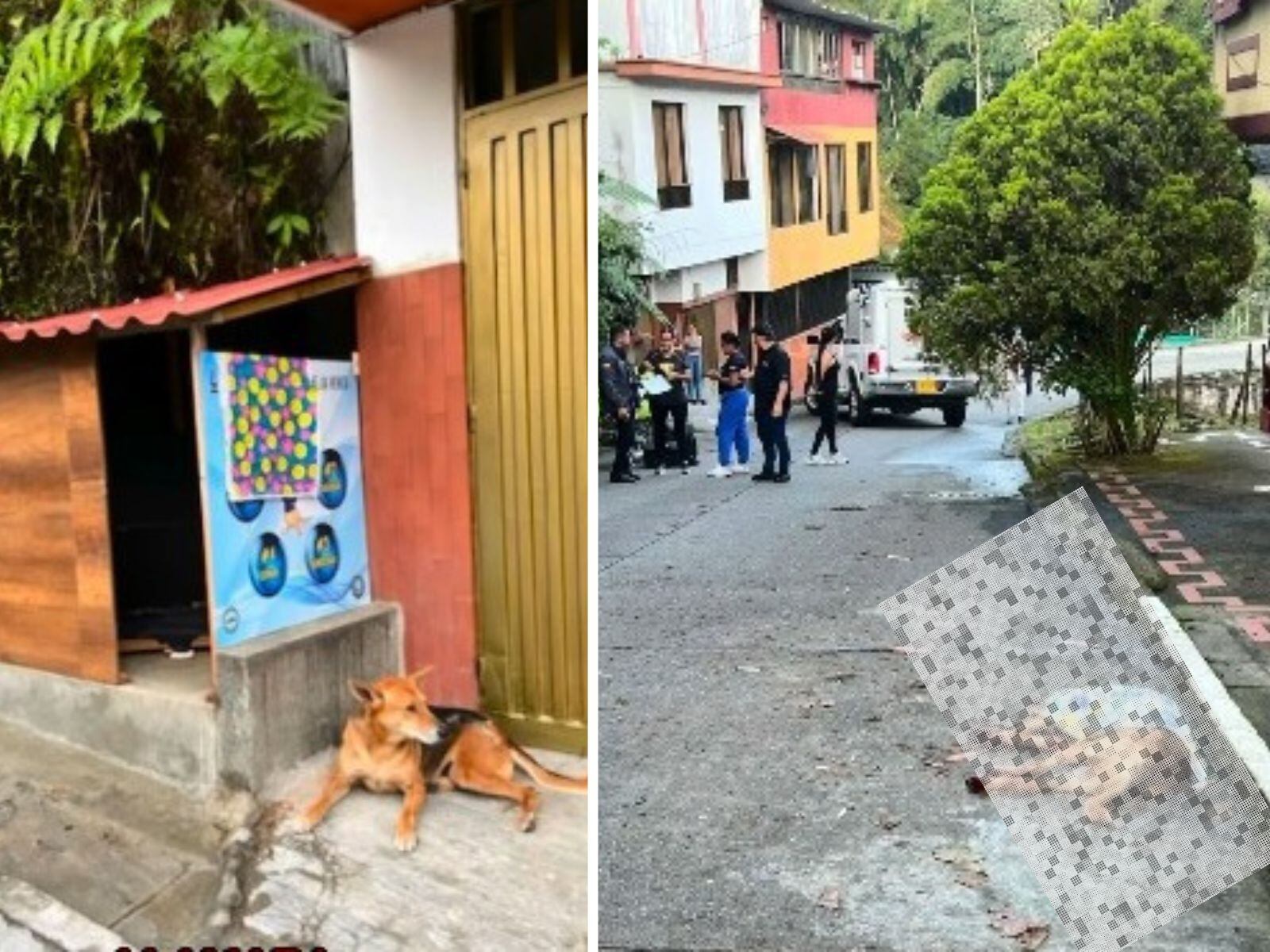 Tomy, el perrito que murió luego de recibir un disparo