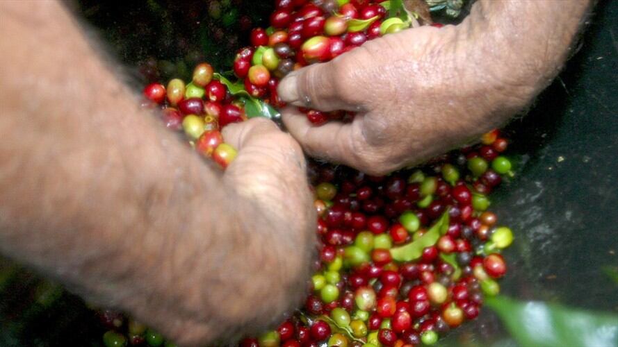 Cafeteros Antioqueños. Foto: Colprensa