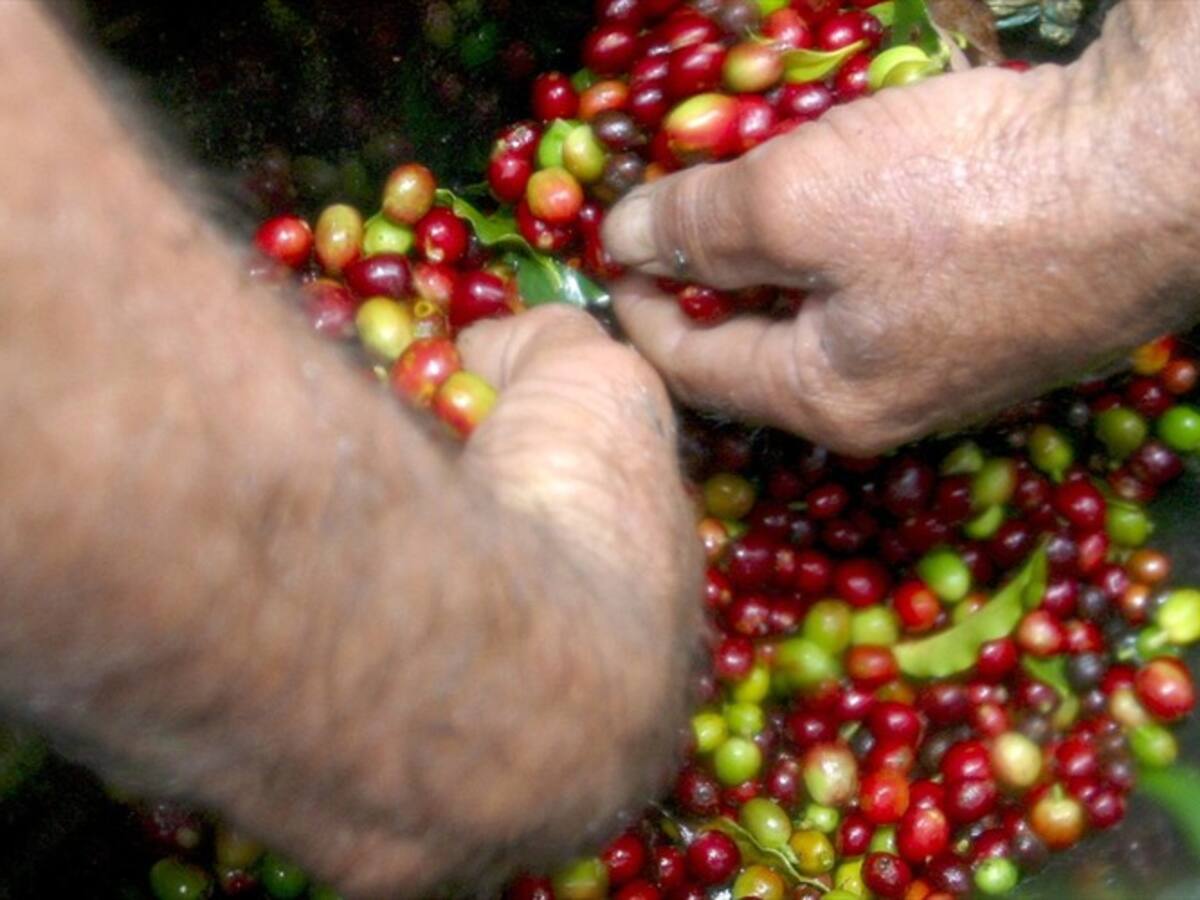 Bloqueos en el sur del país ponen en riesgo la cosecha cafetera en Antioquia