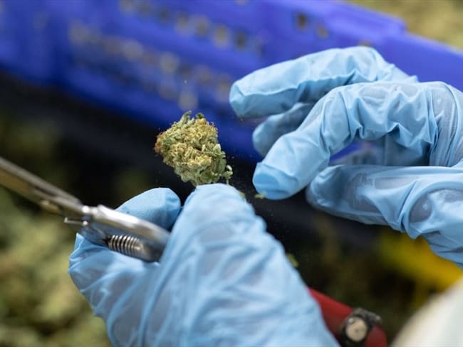 “Colombia está a la vanguardia en la industria del Cannabis”: Lord Mancroft