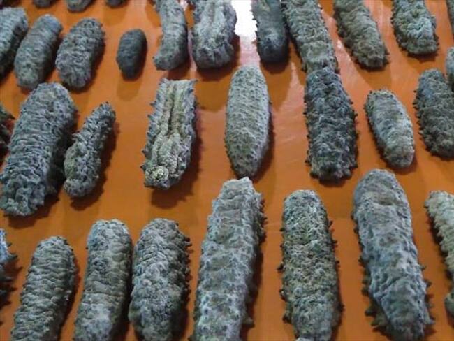 Pepinos de mar incautados. Foto: Secretaría de Ambiente de Bogotá