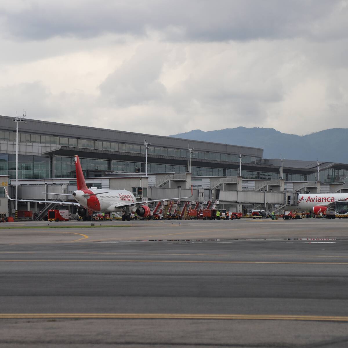 Empezó a regir la nueva política de transporte de mascotas de Avianca