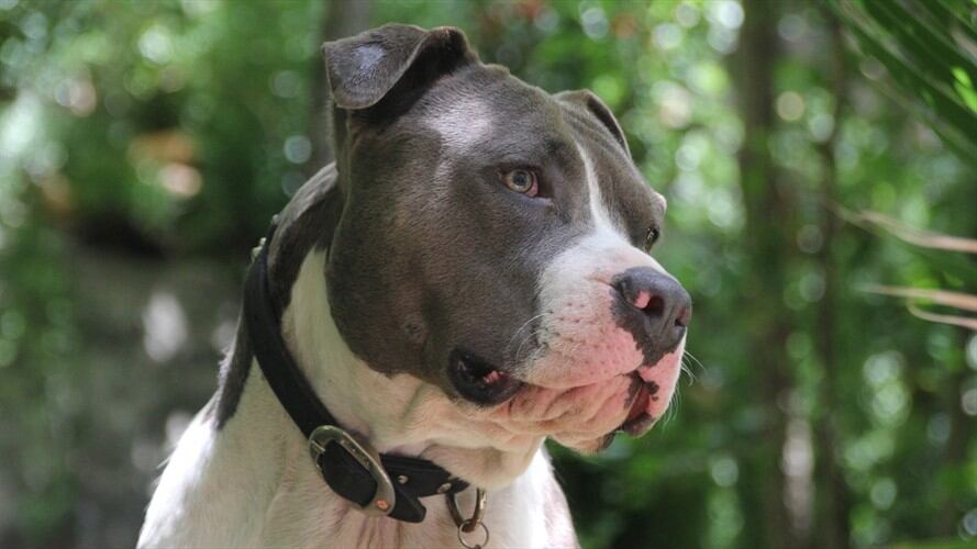 Perro Pitbull desgarró mano de una mujer en Piedecuesta, Santander / imagen de referencia. Foto: Getty Images