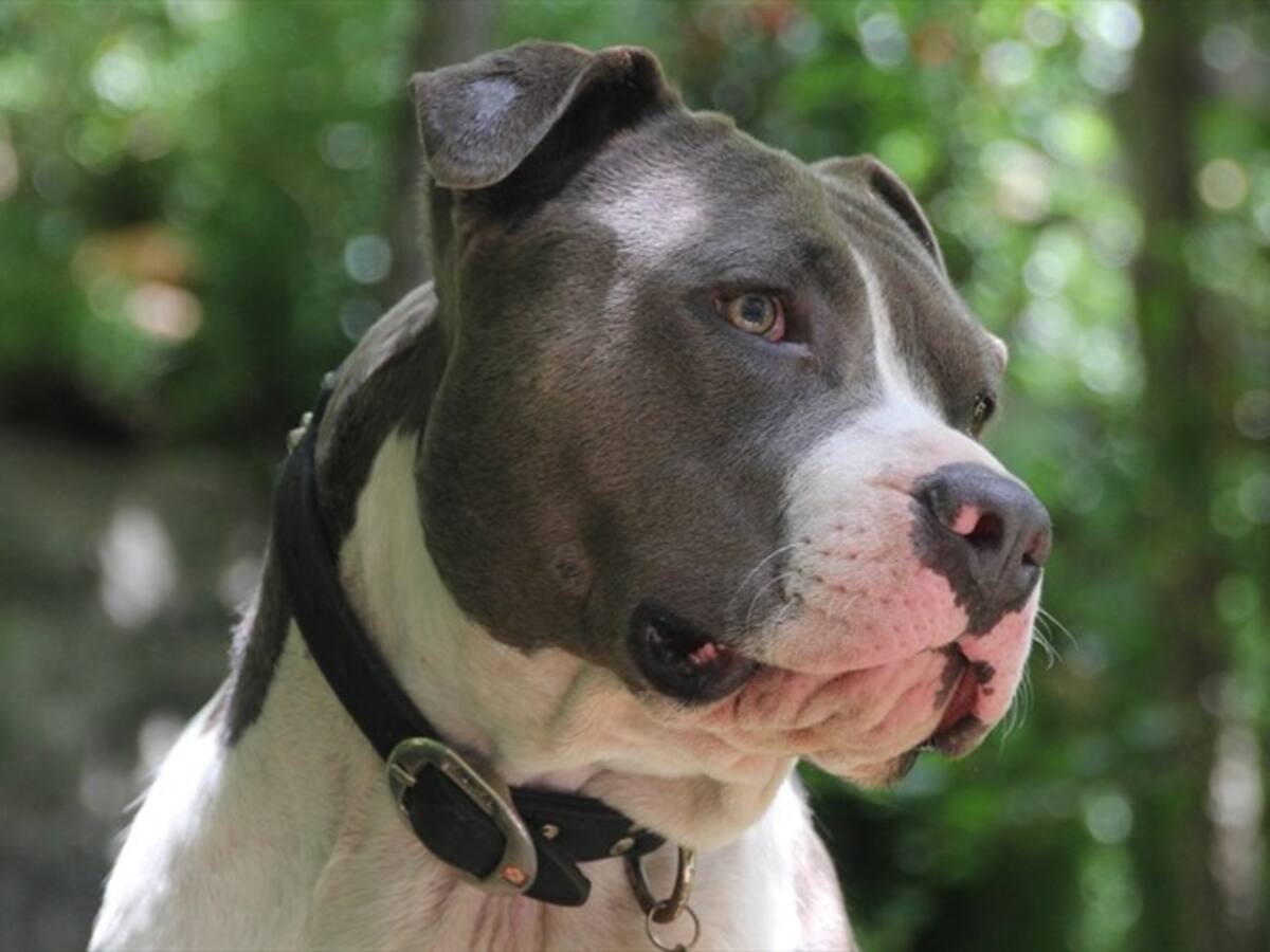 Perro Pitbull desgarró mano de una mujer en Piedecuesta, Santander