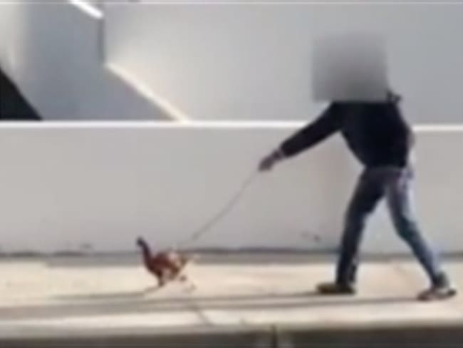 Un hombre fue denunciado por pasear a su gallina durante la cuarentena